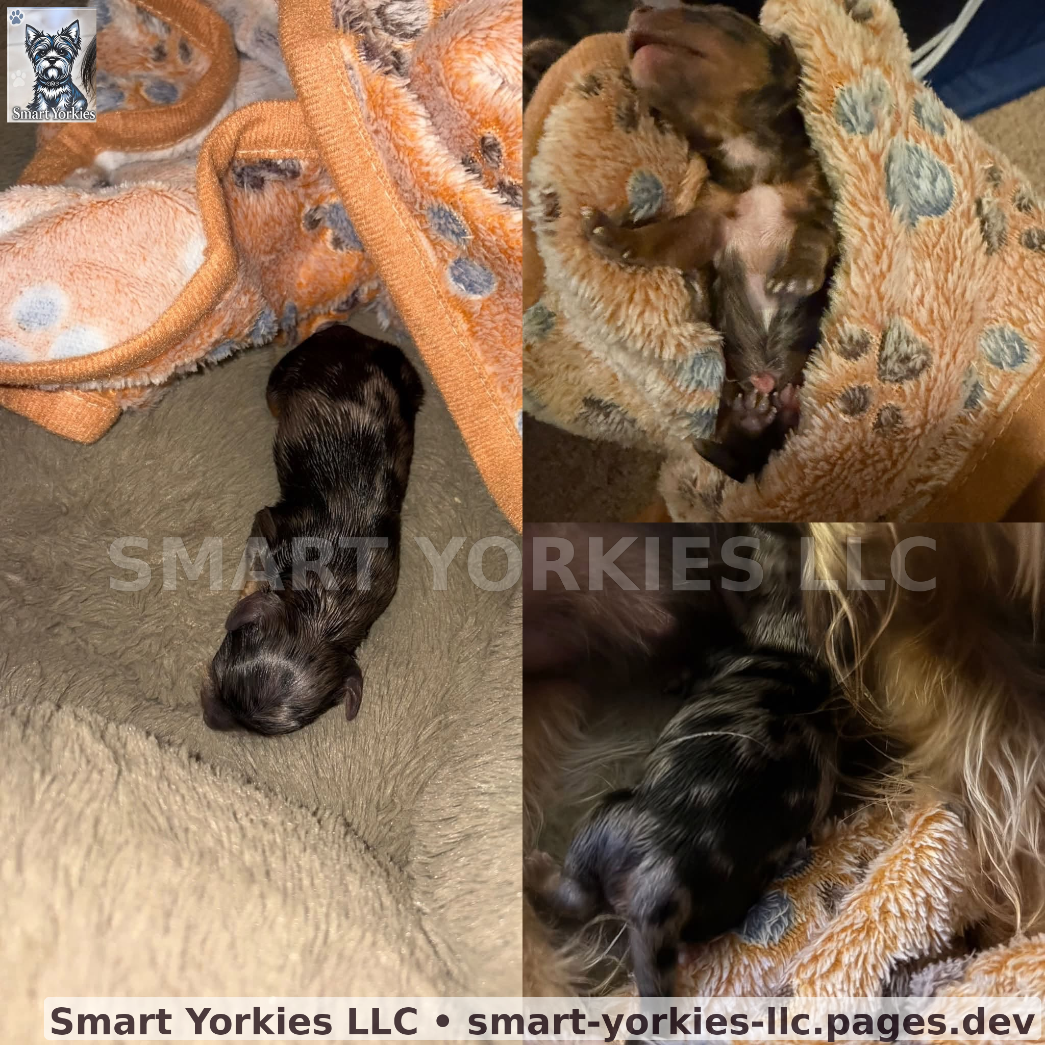 Jax's newborn singleton son, the Smart Yorkies Baby Prince