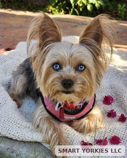 Real photo of Jax — Smart Yorkies LLC