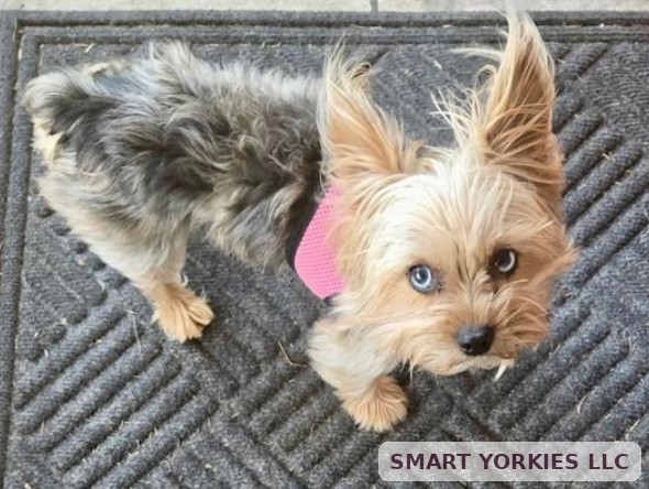 Real photo of Jax — Smart Yorkies LLC