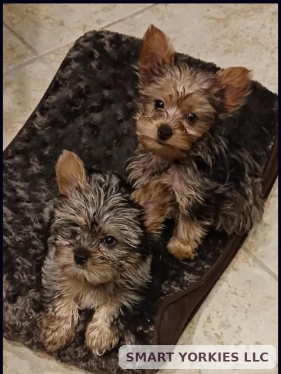 Baby Jax in front with baby Josie behind her