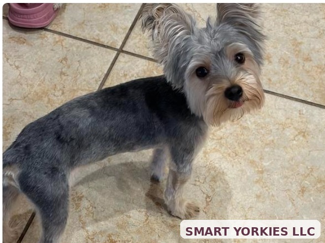 Joey today — Smart Yorkies LLC