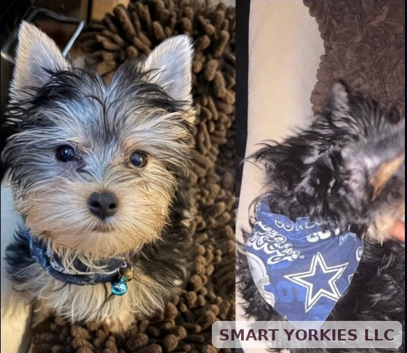Joey earlier photo — Smart Yorkies LLC