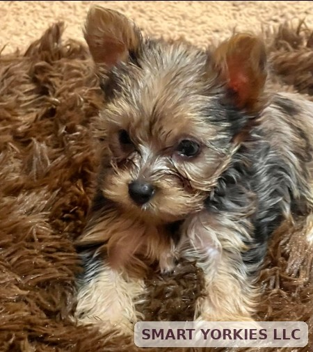 Josie as a puppy