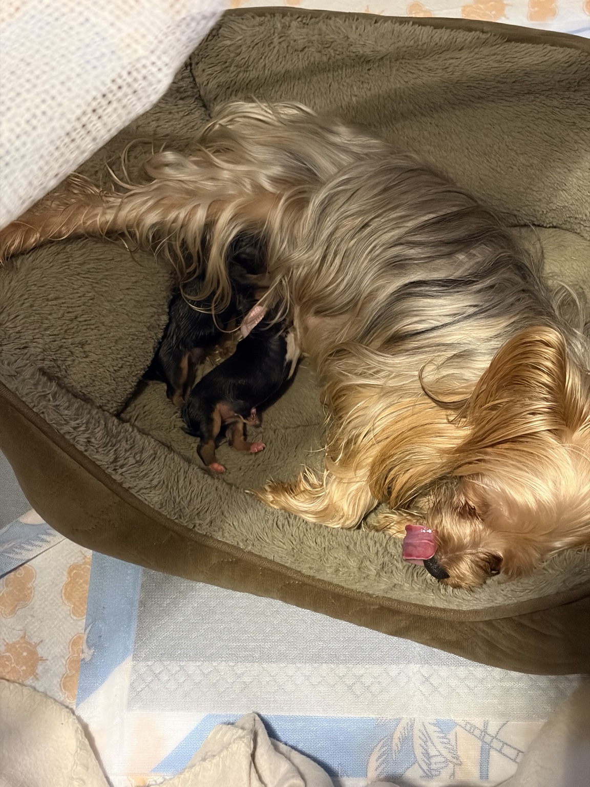 Princess Josie resting and nursing her three newborn Yorkie puppies