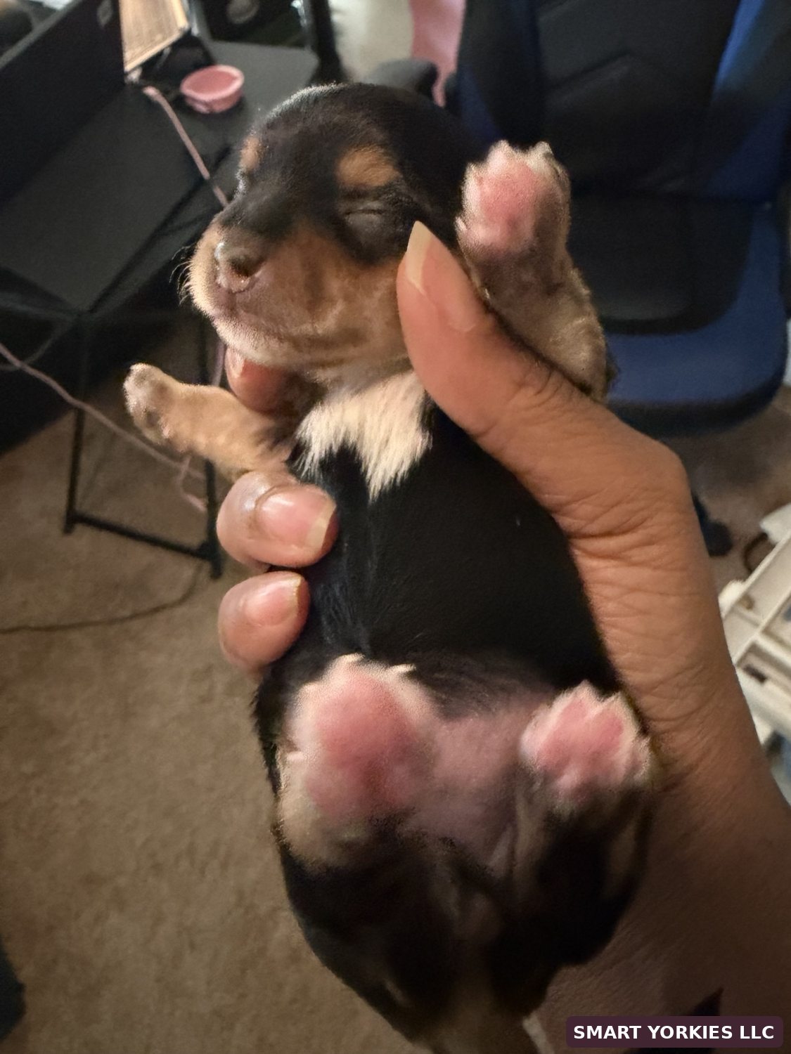 Newborn Yorkie puppy resting in a hand