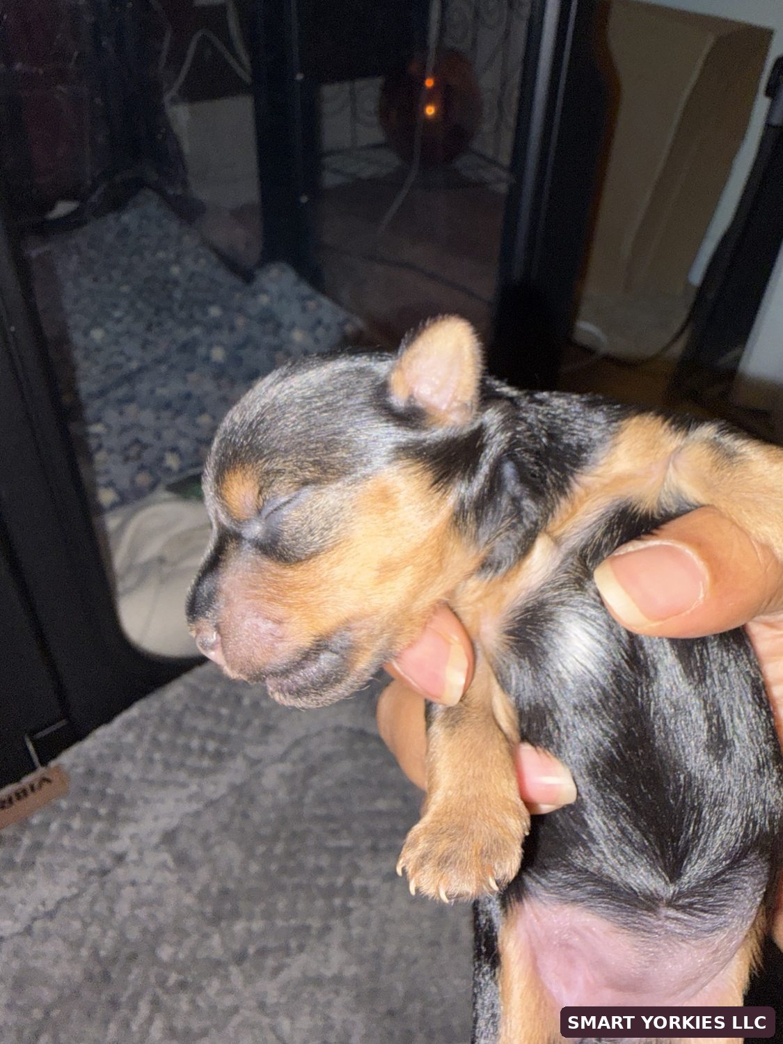 Smart Yorkies LLC real nursery photo 8