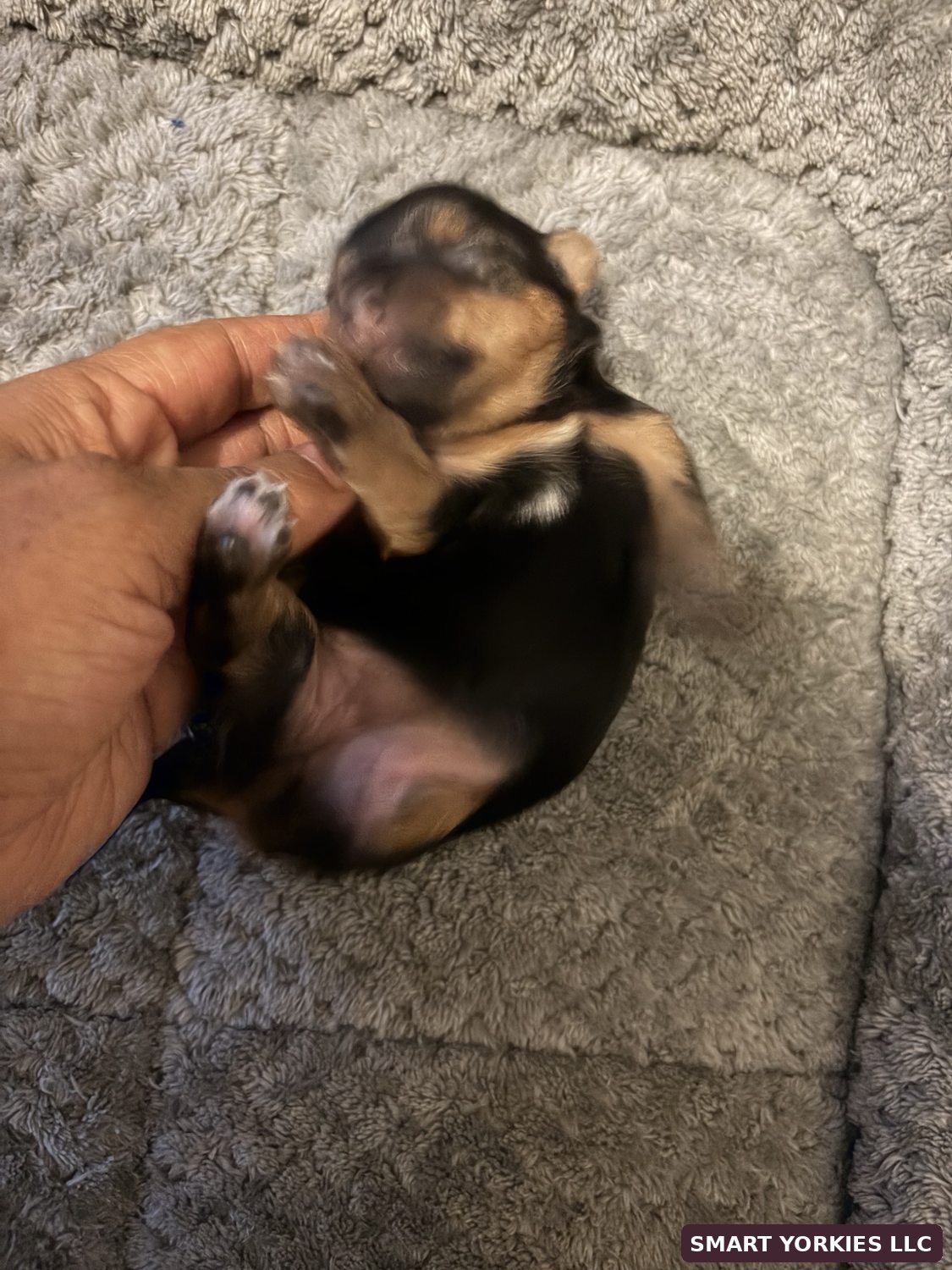 Newborn Yorkie showing chest markings