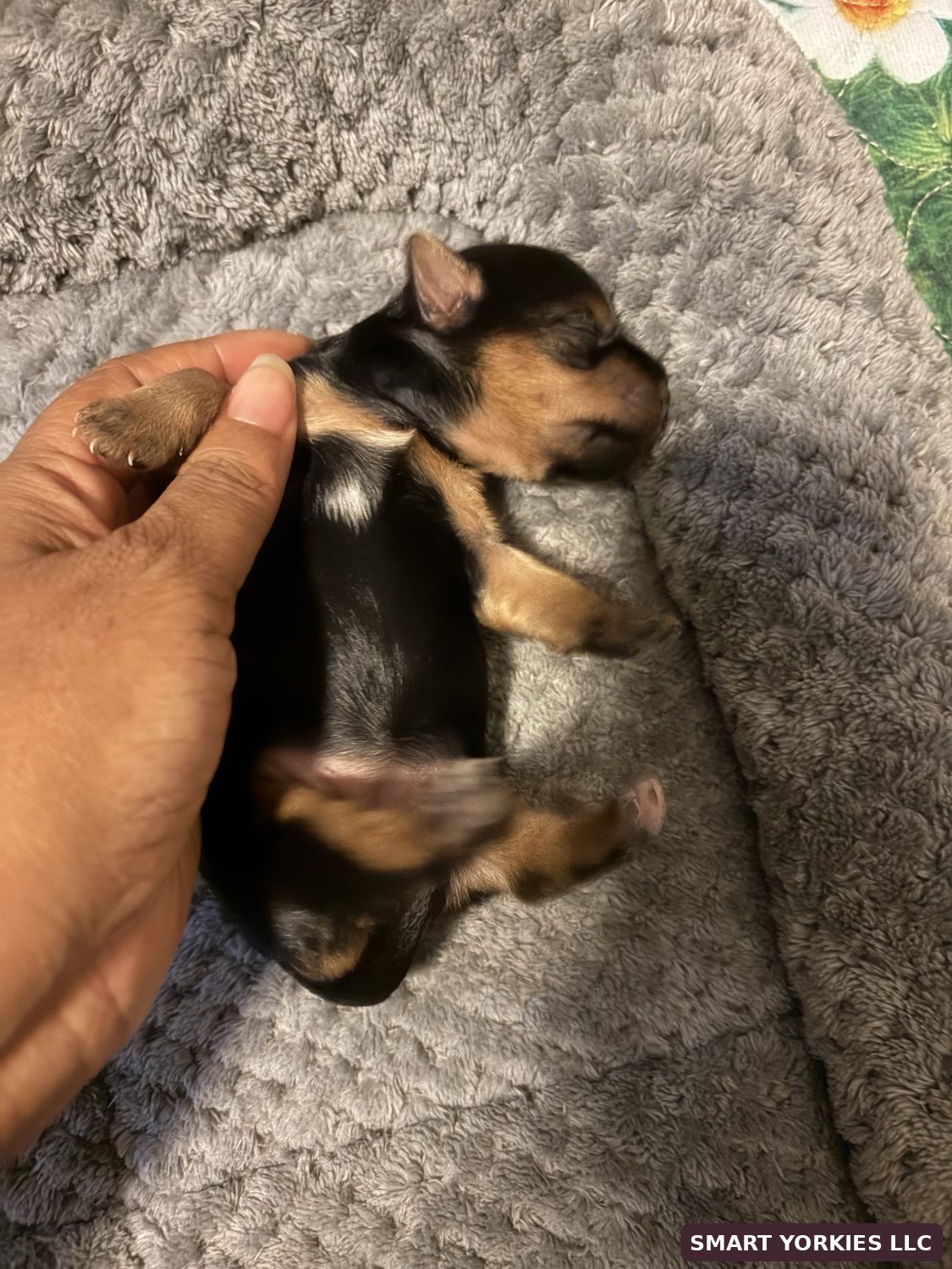 A close-up of a black-and-tan newborn Yorkie puppy