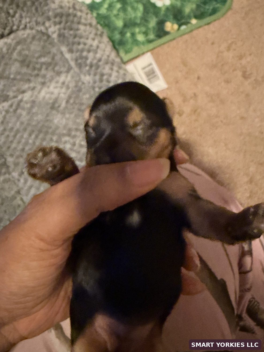Smart Yorkies LLC real nursery photo 5