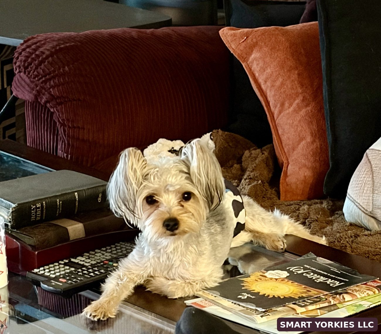 Smart Yorkies LLC real nursery photo 4