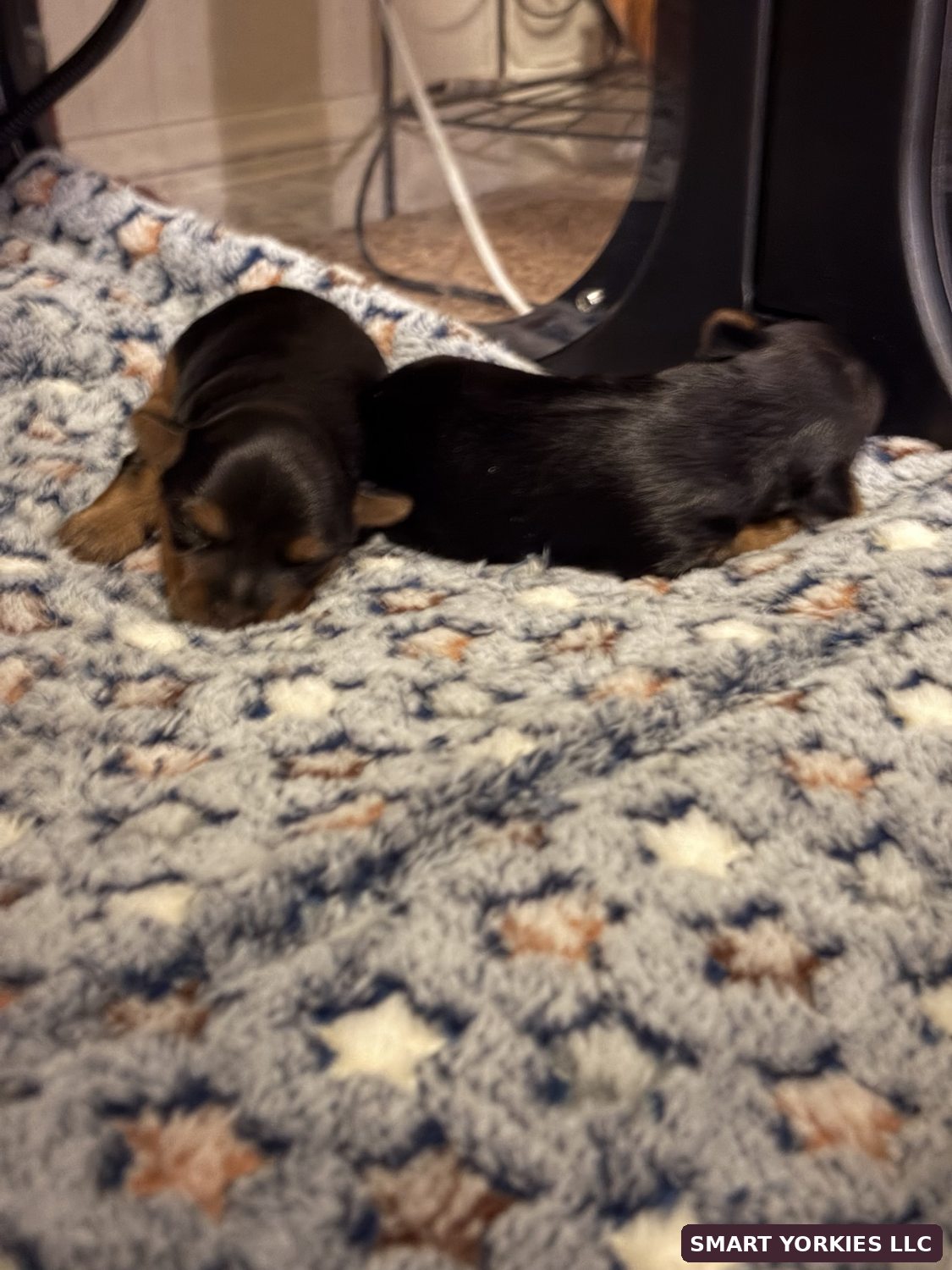 Josie's puppies resting close together