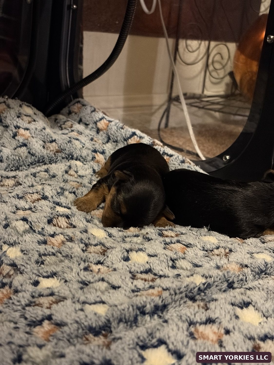 Real photo of Josie’s newborn Yorkie puppies