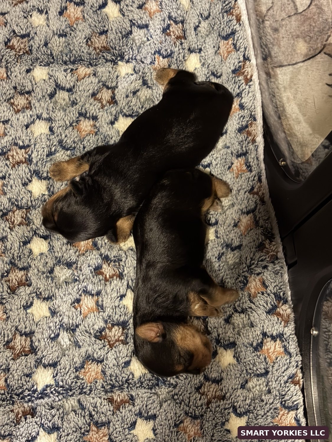 Two of Josie's puppies cuddled on a nursery blanket