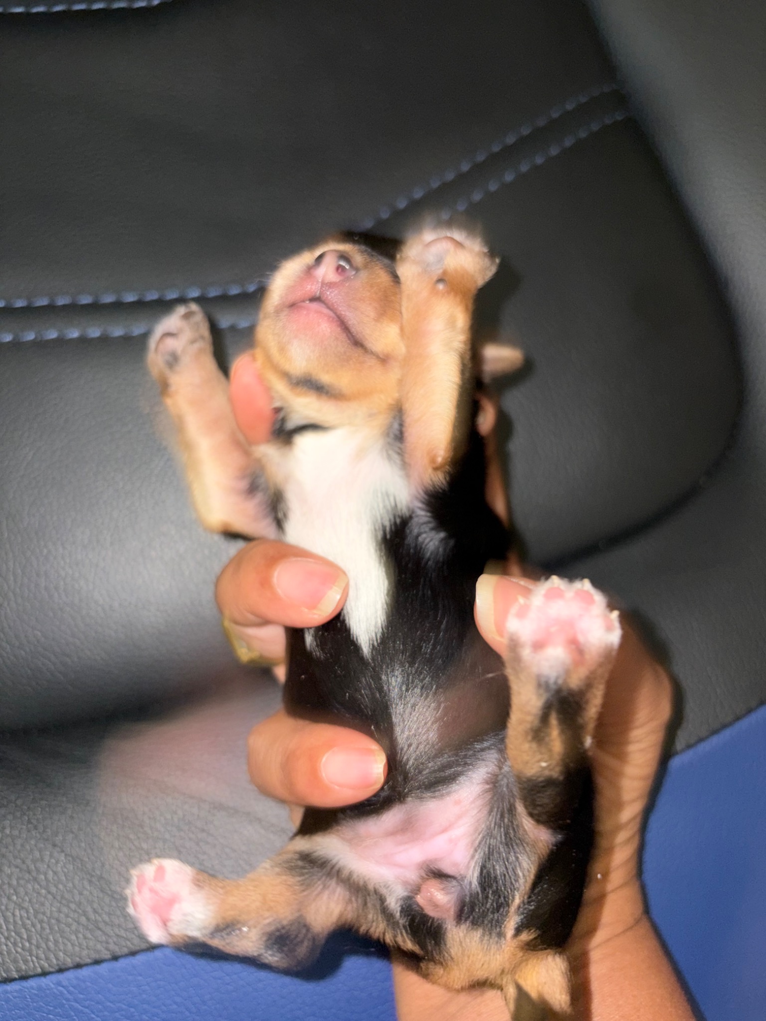 Opal showing white chest and pink paws