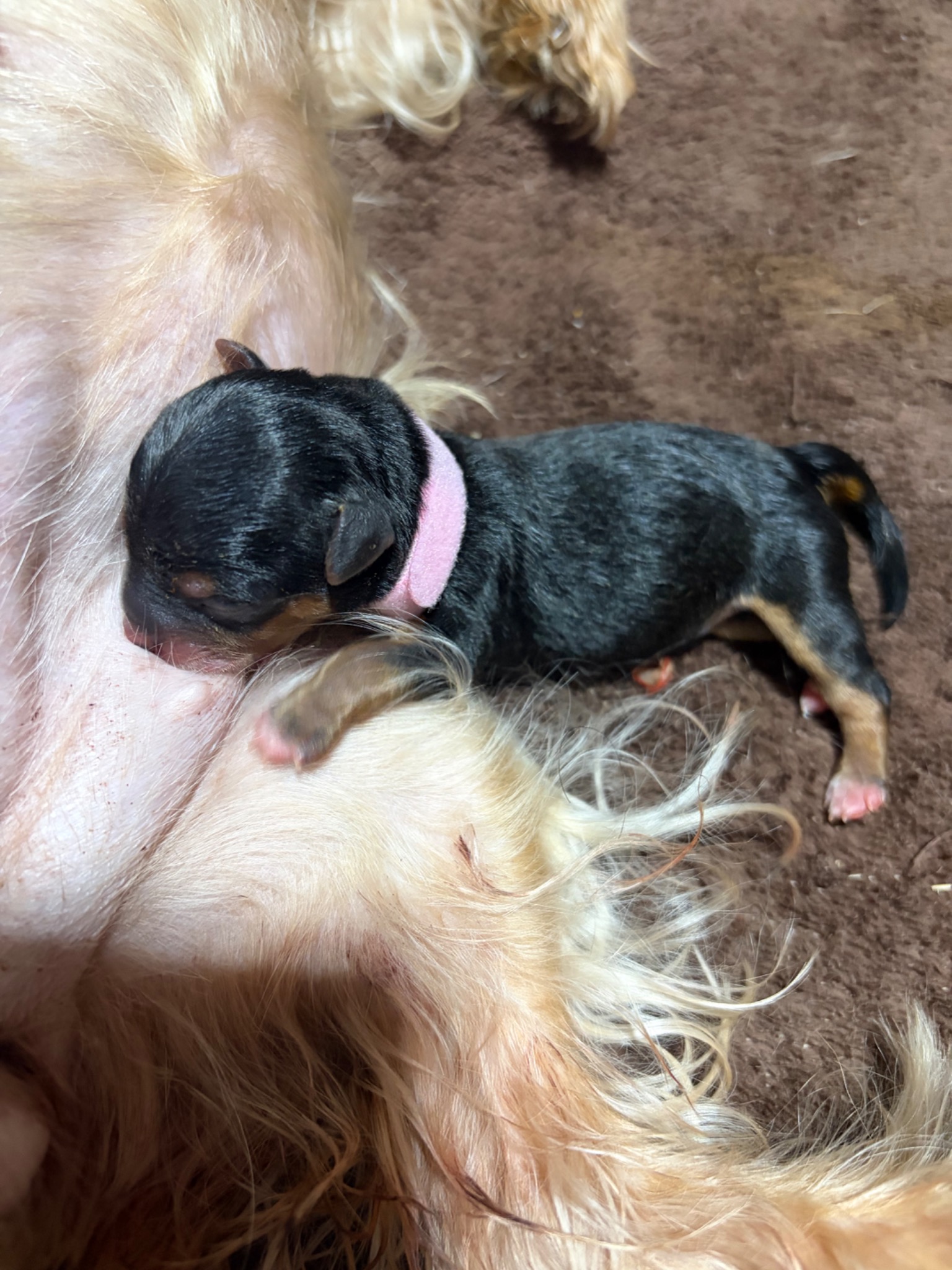 Opal wearing her pink collar while nursing with her mother Josie