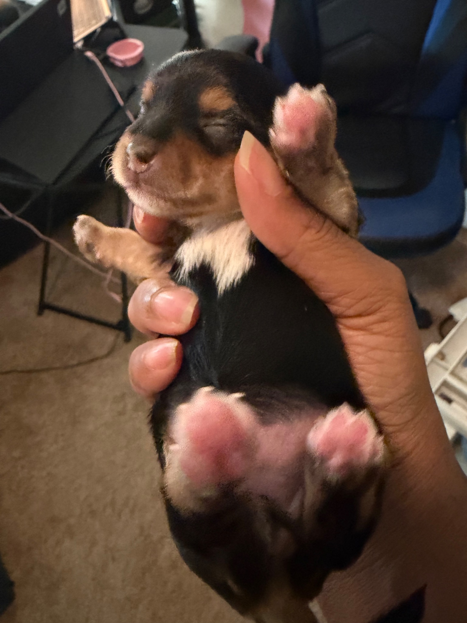 Opal with white-tipped paws