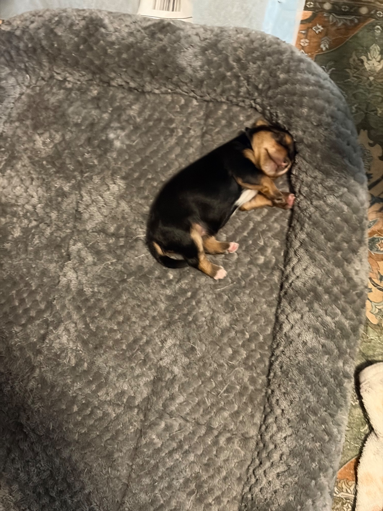 Opal sleeping, showing her black-and-tan coat and white-tipped paws