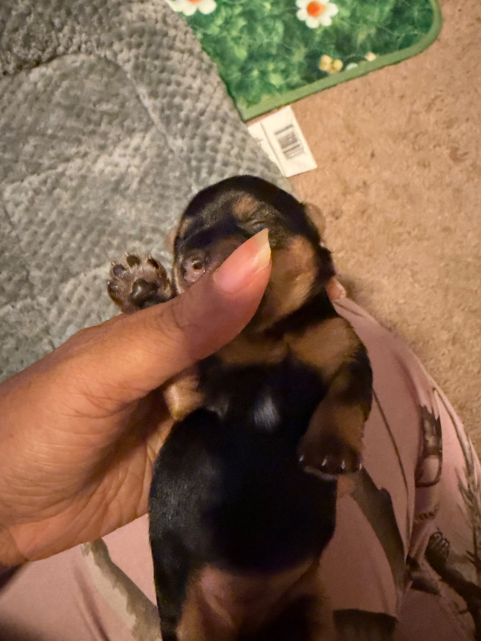 Sapphire's sweet sleeping face and warm tan markings