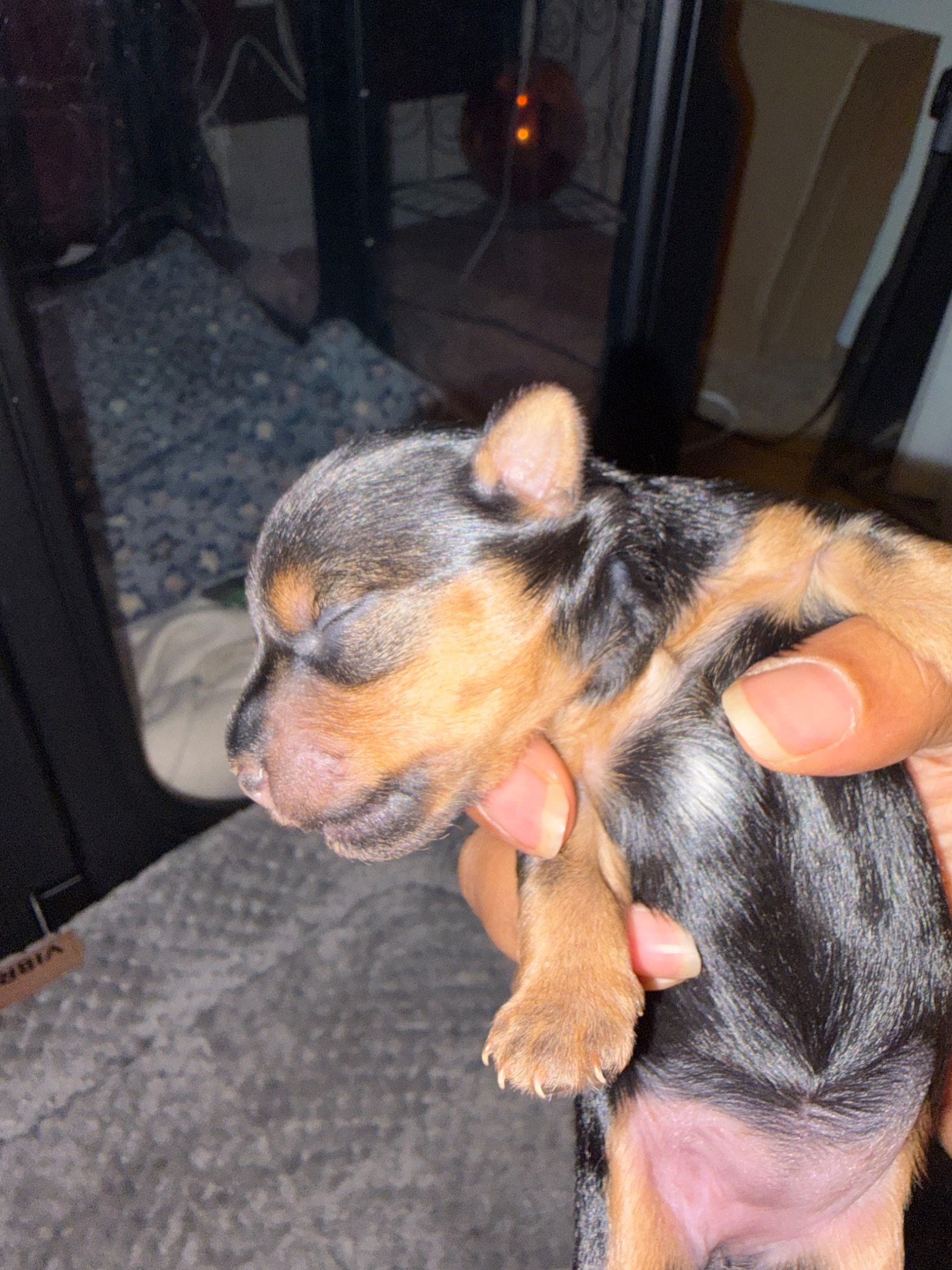 Sapphire's tan face, eyebrow markings and side profile