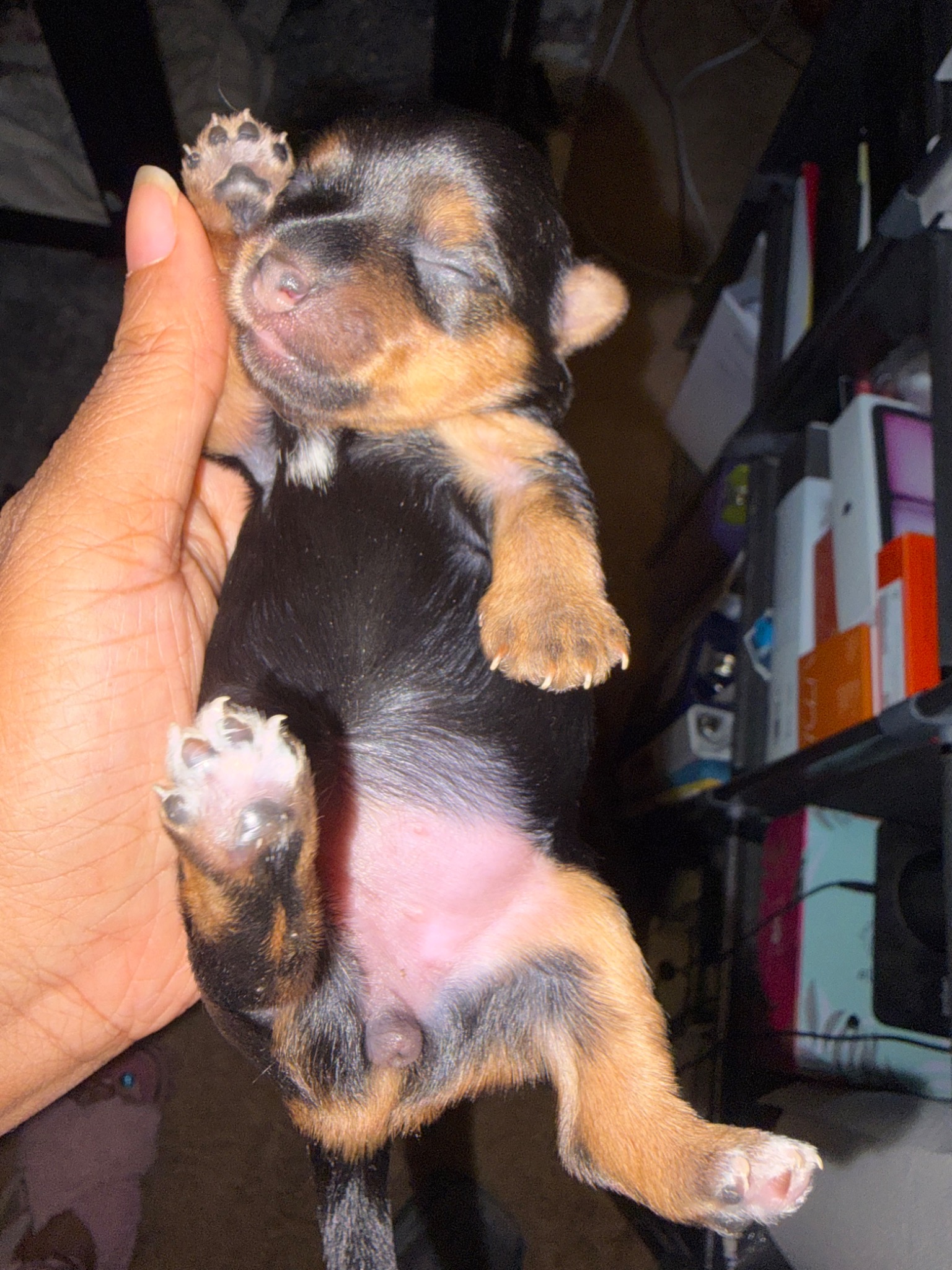 Sapphire's golden-tan legs, dark paw pads and small white chest spot