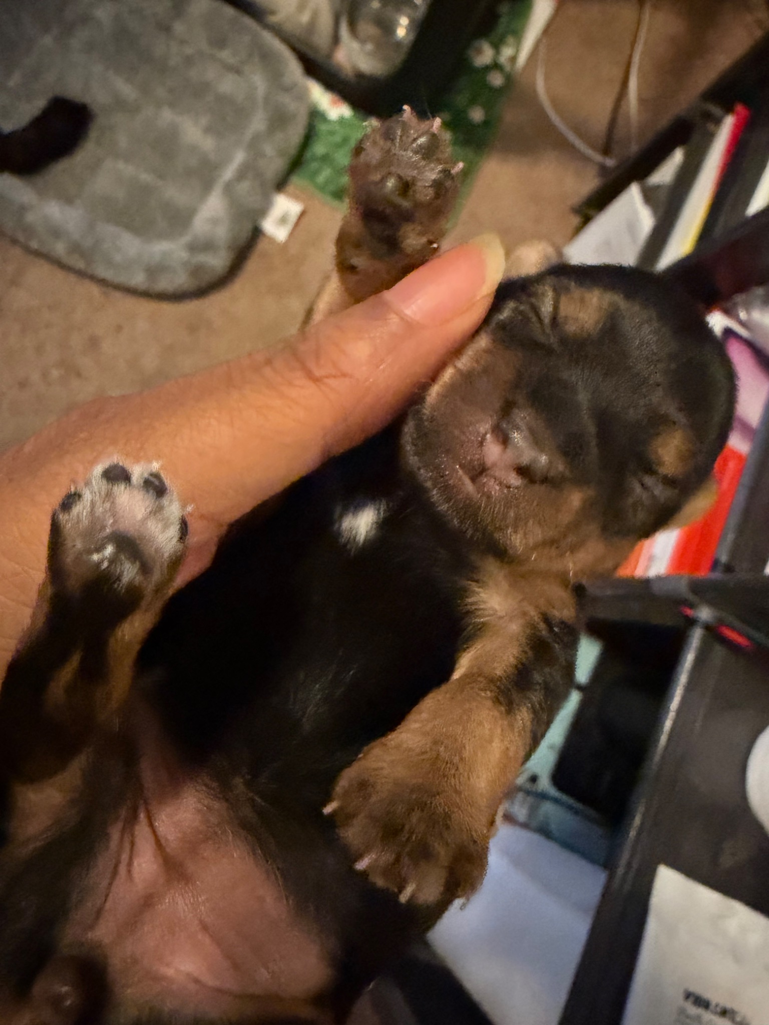 Sapphire's small white chest marking