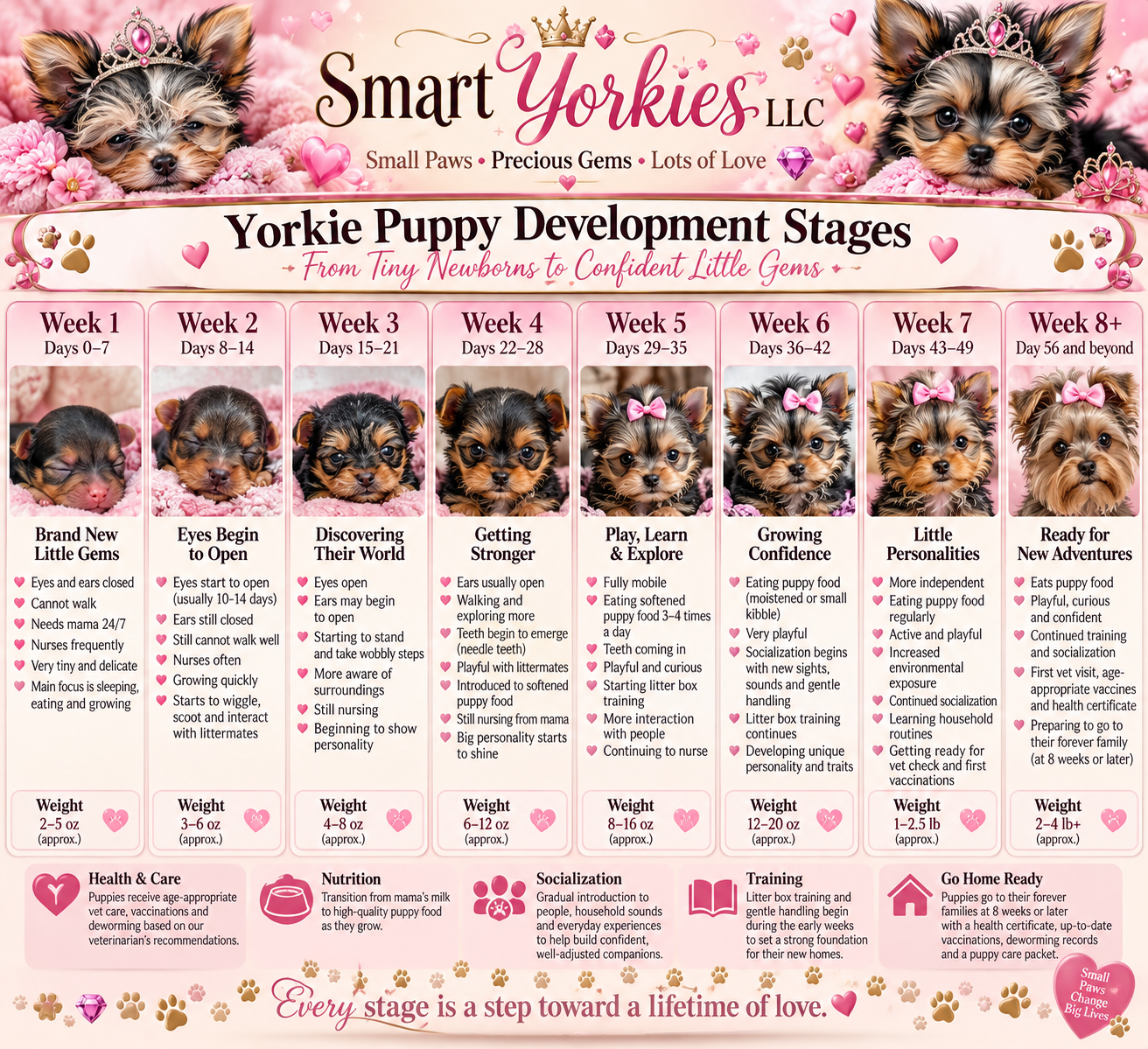Smart Yorkies LLC Yorkie Puppy Development Stages from Week 1 through Week 8 and beyond